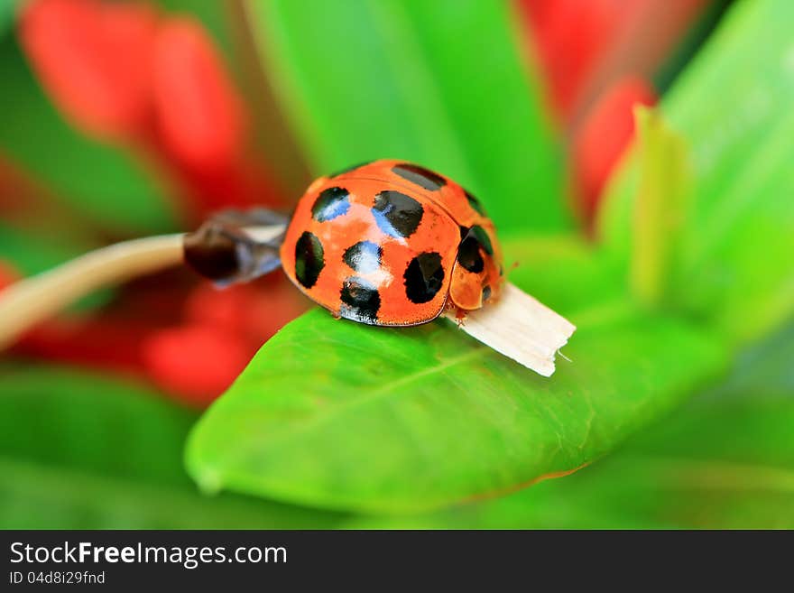 Ladybird