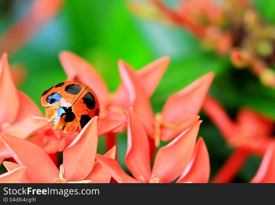 Ladybird on flowers