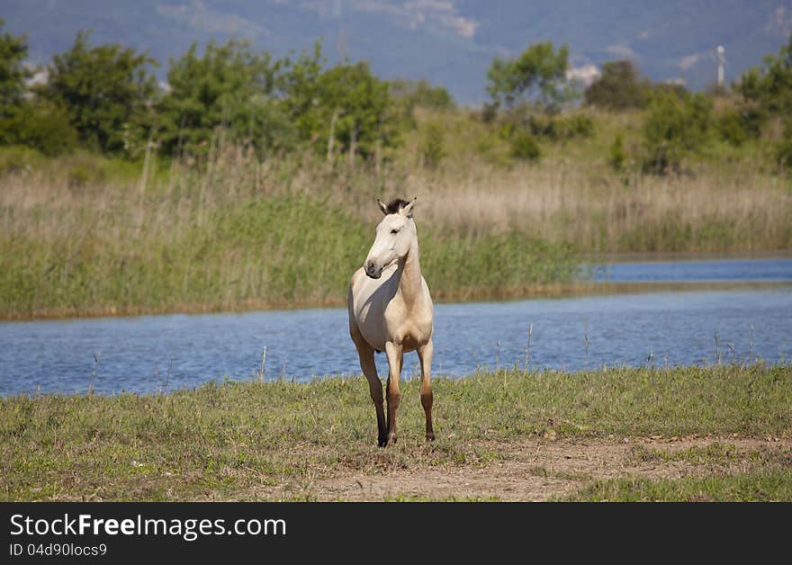 Draft horses grazing in a meadow with its river