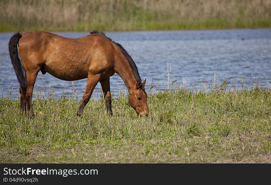 Draft horses grazing in a meadow with its river