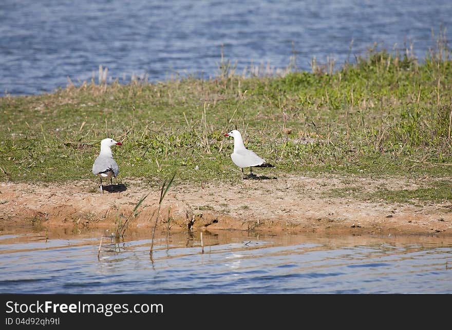 The Caspian Gull