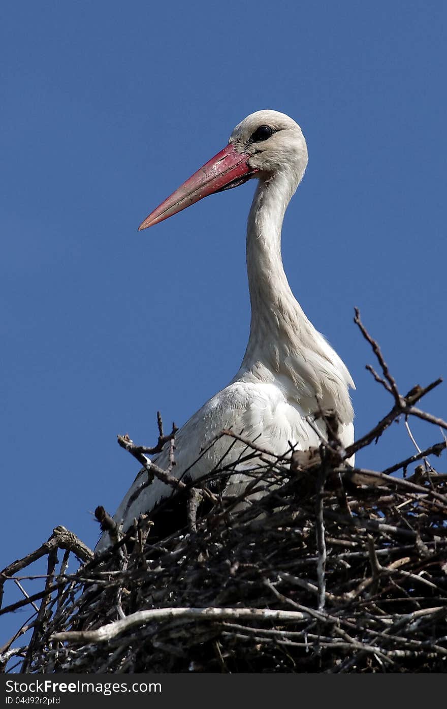 The White Stork (Ciconia ciconia) is a large wading bird in the stork family Ciconiidae, breeding in the warmer parts of Europe (north to Estonia), northwest Africa, and southwest Asia (east to southern Kazakhstan). It is a strong migrant, wintering mainly in tropical Africa, down to the south of South Africa, and also in the Indian subcontinent.