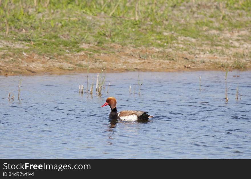 It is located in the wetlands of southern Europe, southern and central Asia, and Africa as wintering. It is located in the wetlands of southern Europe, southern and central Asia, and Africa as wintering