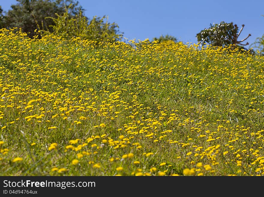 Field of daisies