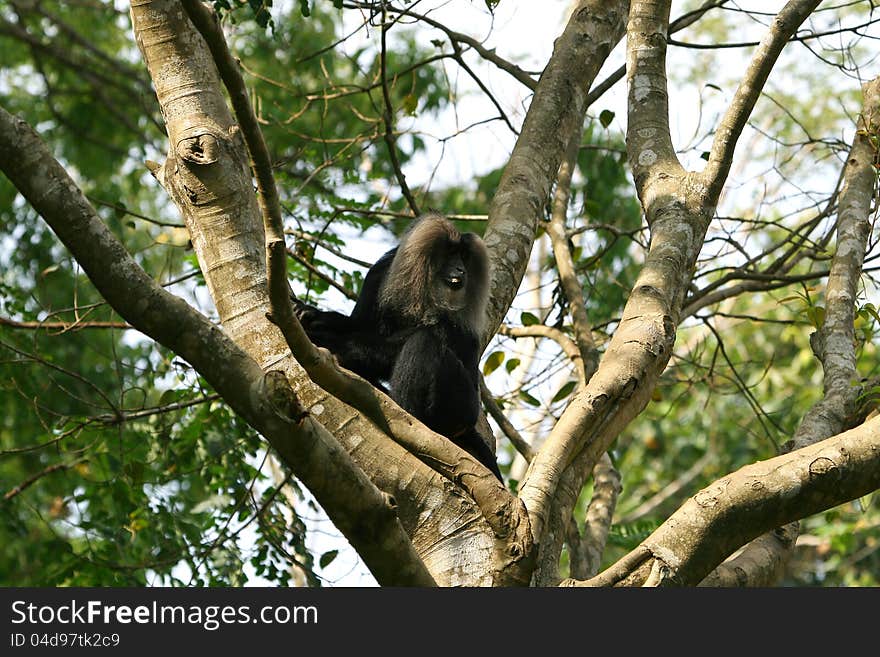 Lion-tailed macaque on the tree branch. Lion-tailed macaque on the tree branch