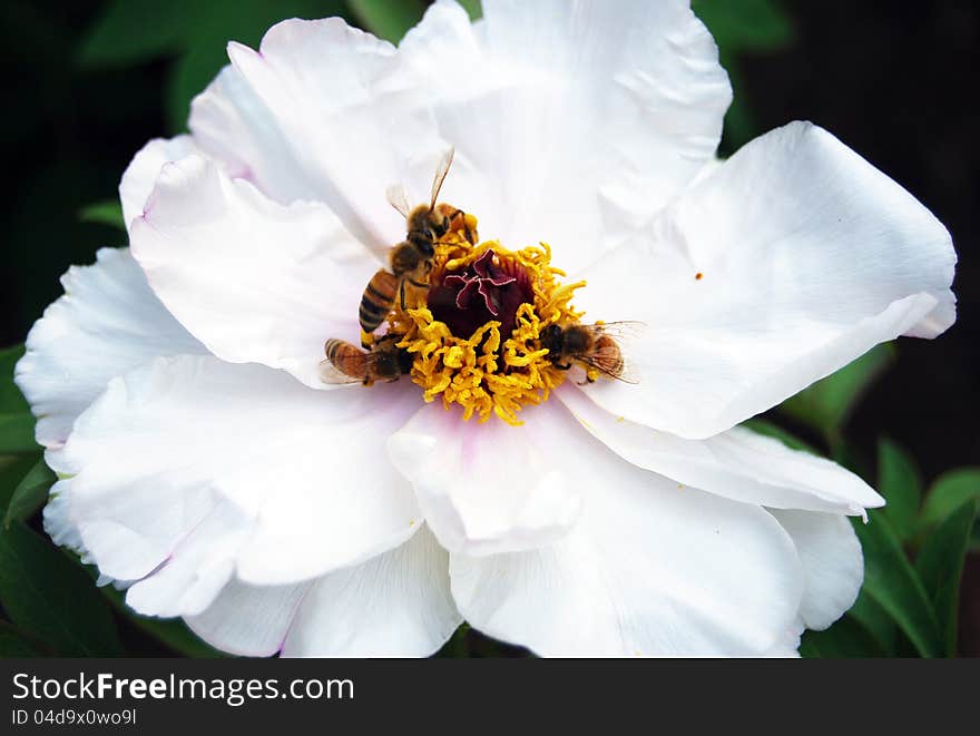 Honey bees on yellow flower collecting pollen. Honey bees on yellow flower collecting pollen.