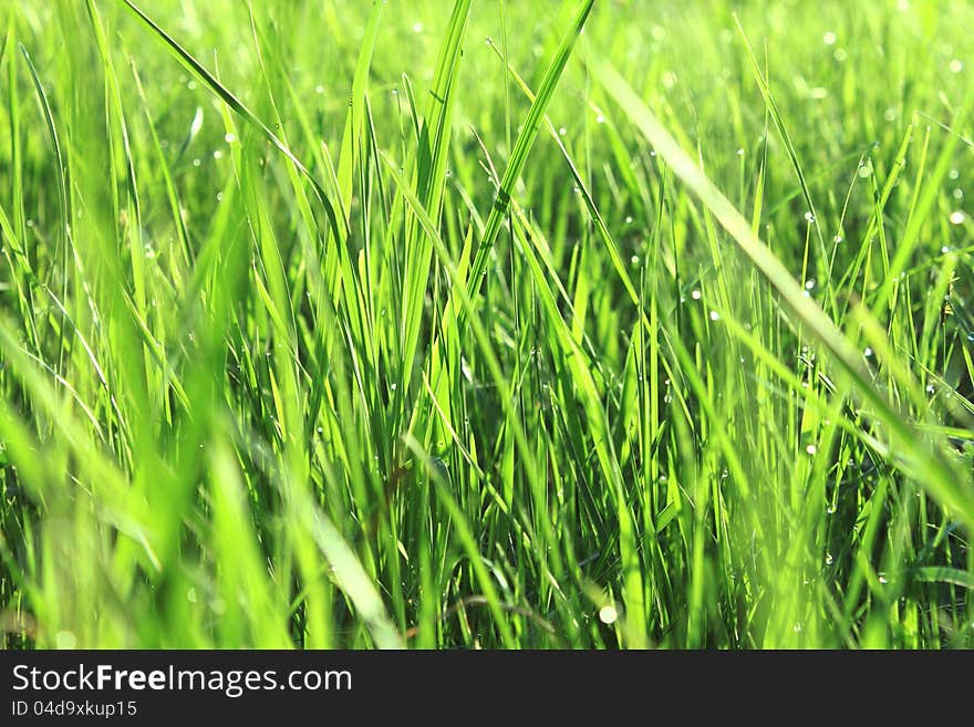 Green grass with dew in the morning close-up