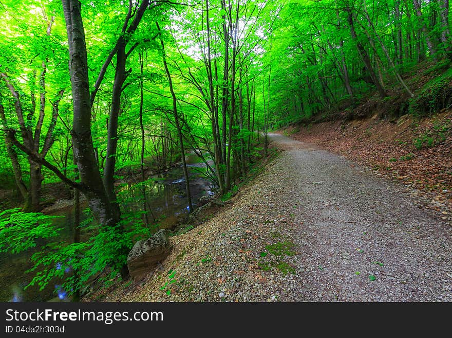 Beautiful forest scenery