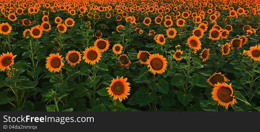 Beautiful sunset light over sunflower field in eastern European rural area. Beautiful sunset light over sunflower field in eastern European rural area