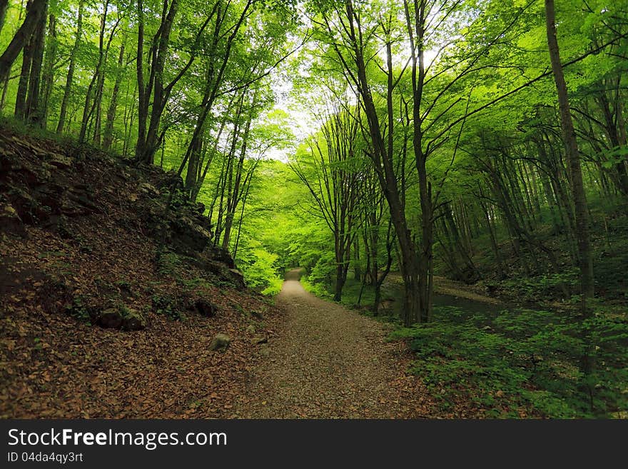 Beautiful forest scenery