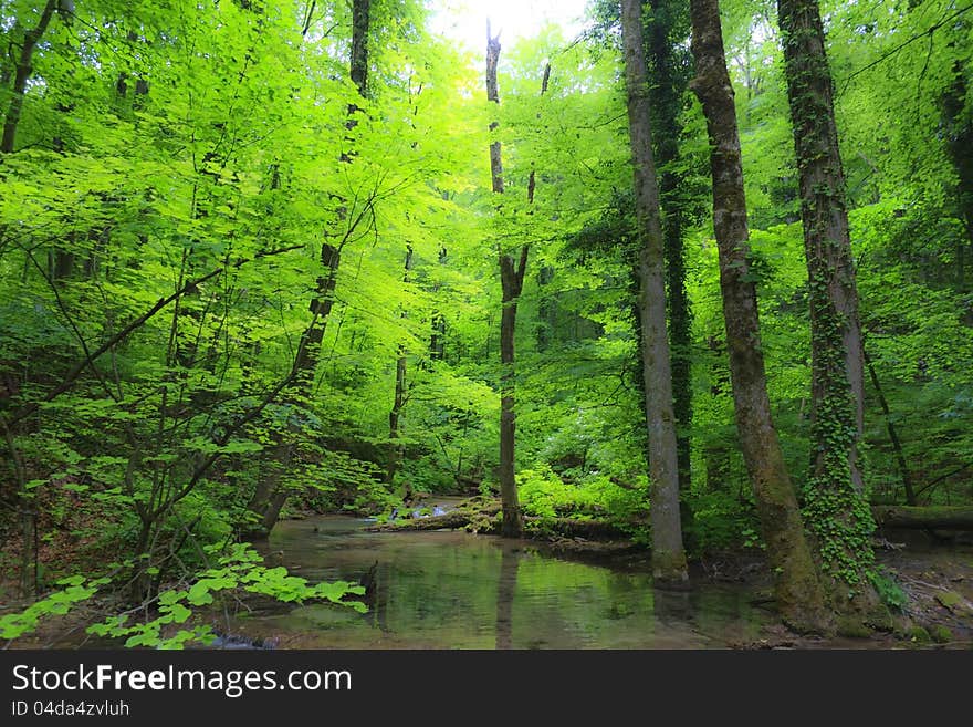 Beautiful forest scenery