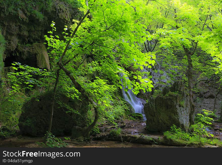 Green foliage in forest in spring by stream and waterfalls. Green foliage in forest in spring by stream and waterfalls