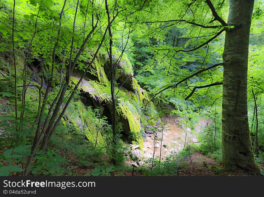 Green foliage in forest in spring by stream and waterfalls. Green foliage in forest in spring by stream and waterfalls