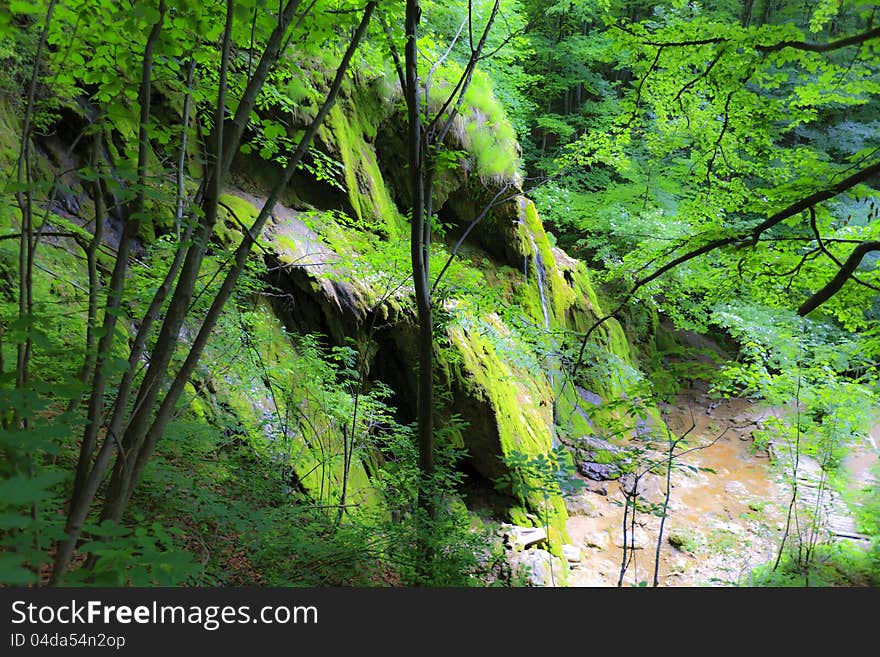 Beautiful Forest Scenery