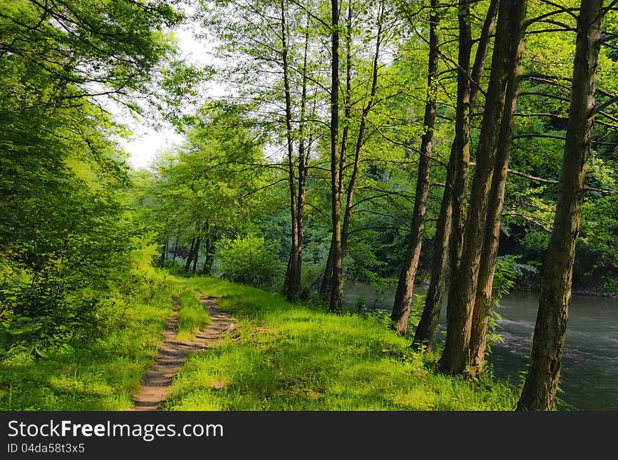 Beautiful Forest Scenery