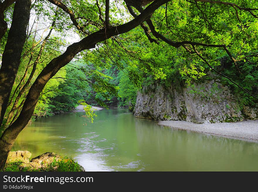 Beautiful forest scenery