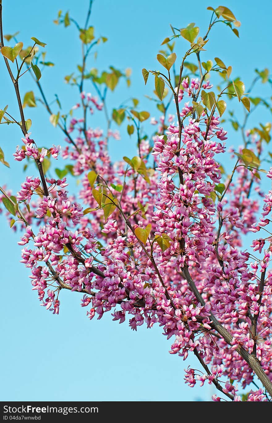 Cercis Siliquastrum