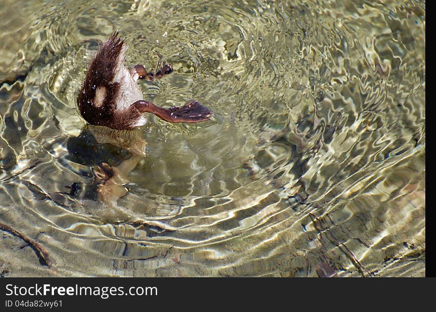 Diving Baby Duck