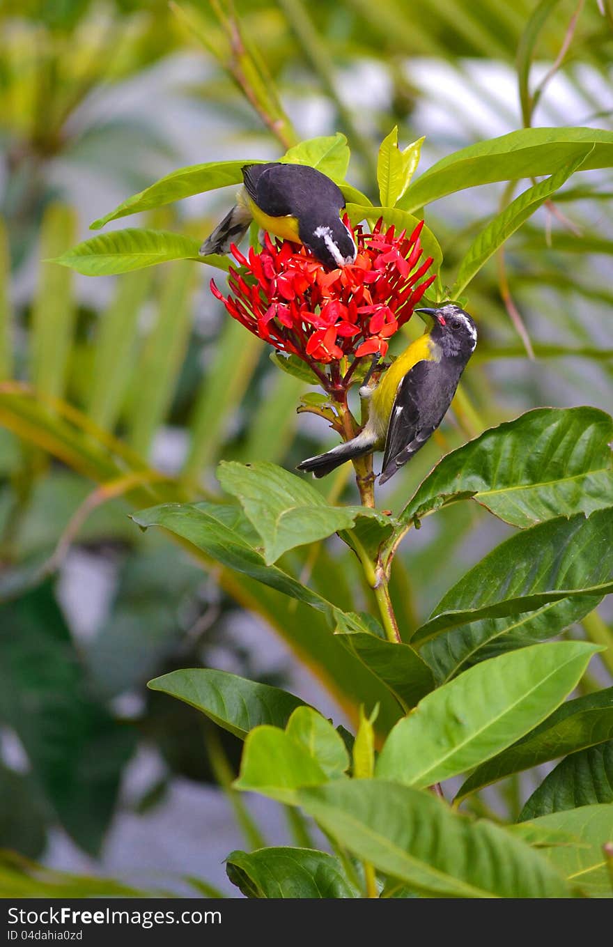 Two Yellow Bellied Finches