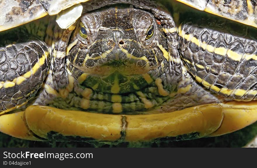 Detail of turtle in a garden