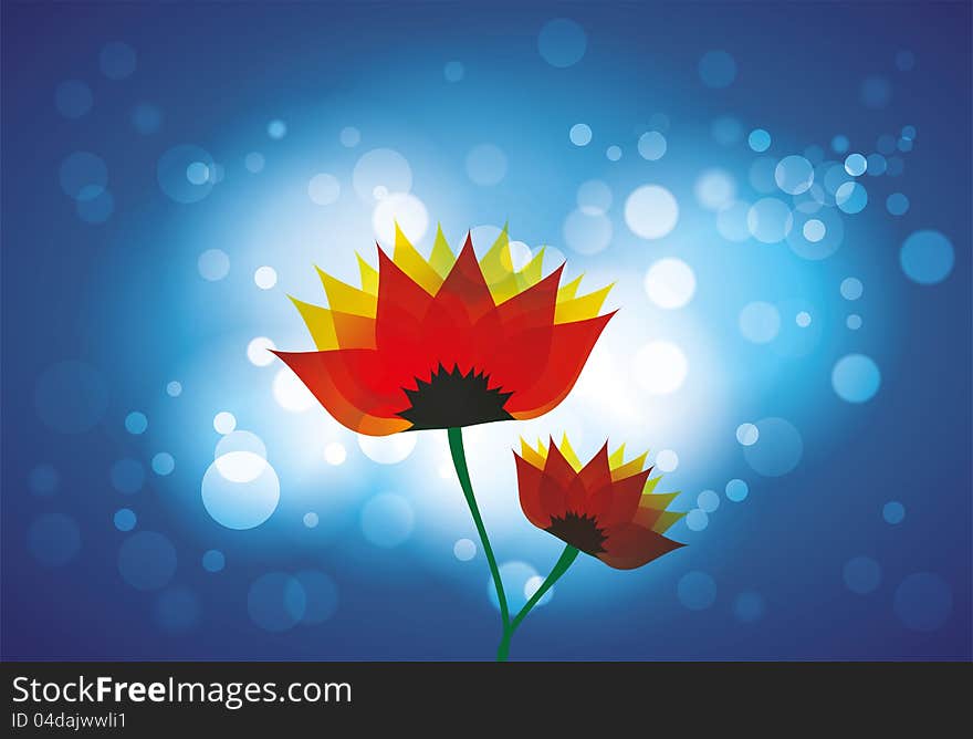 Beautiful red orange daisy flowers blue backdrop