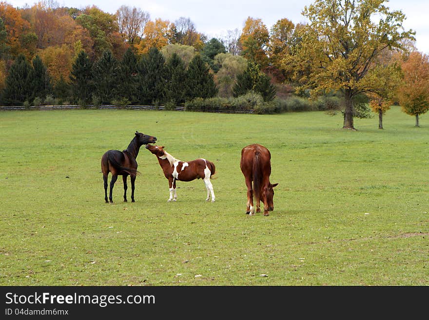 Three horses: one grazing, two greeting. Green pastureland against autumn colors. Three horses: one grazing, two greeting. Green pastureland against autumn colors.