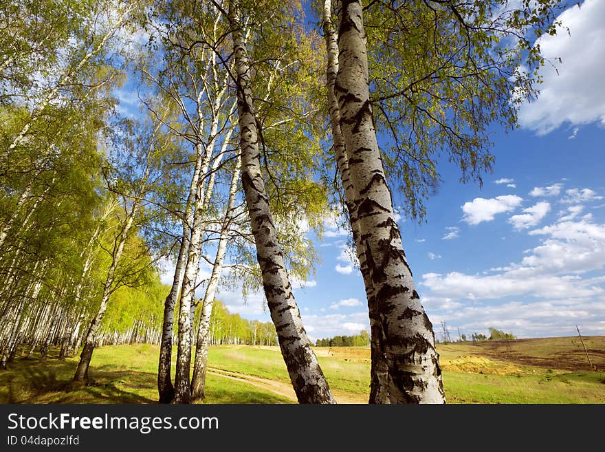 Birch forest in sunlight in the morning. Birch forest in sunlight in the morning