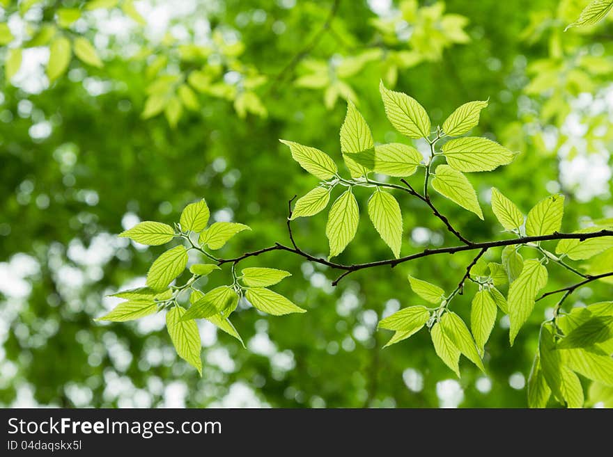 Green Leave in the spring. Green Leave in the spring.