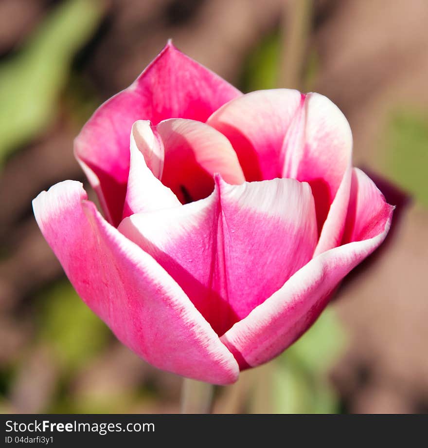 Pink Tulip Flower