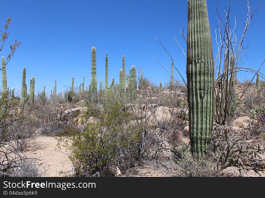 Saguaro National Park West