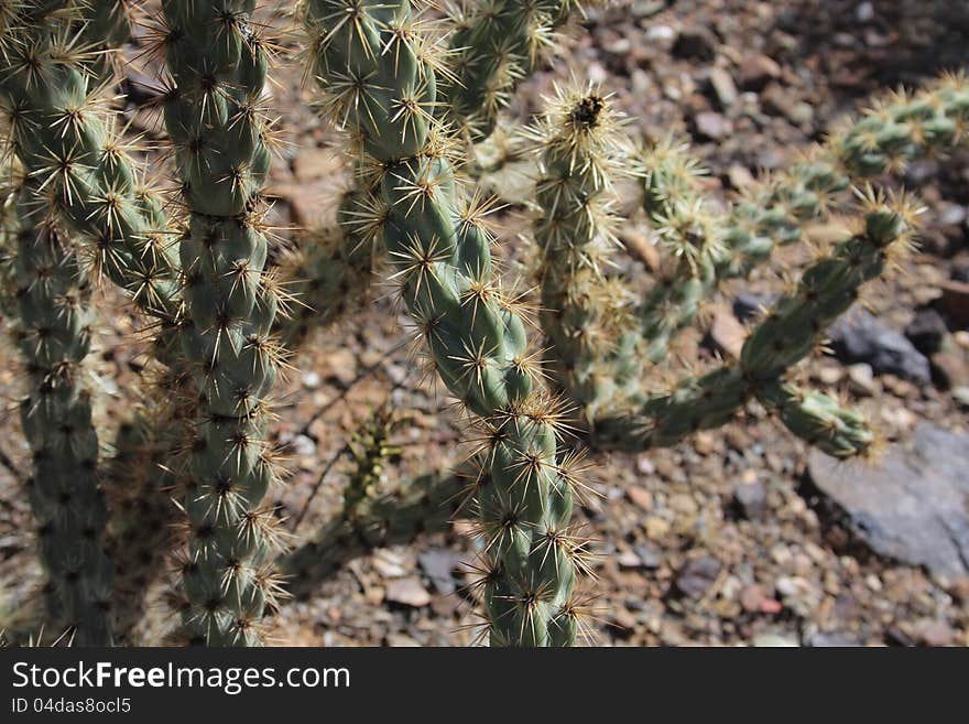 Cactus Closeup