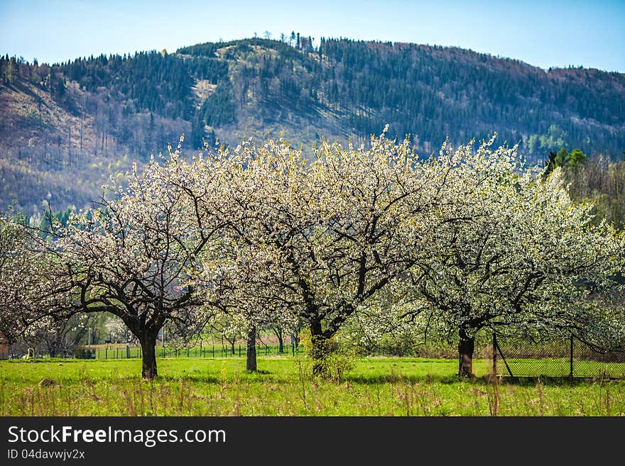 Flowering trees