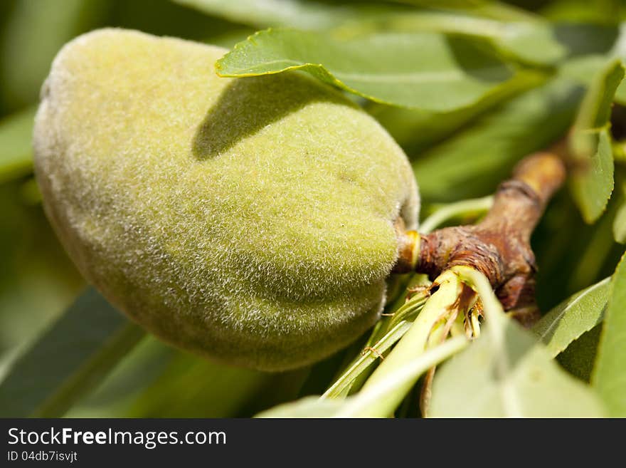 Closeup of an almond