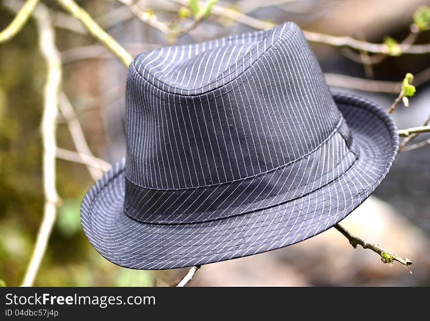 A black and gray hat floating on a branch in the forest. A black and gray hat floating on a branch in the forest.