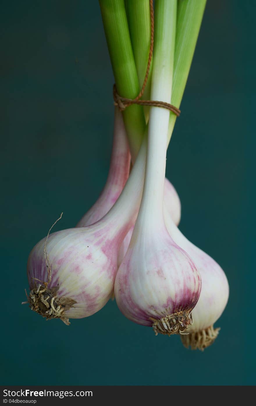 Fresh garlic from a house kitchen garden on dark background