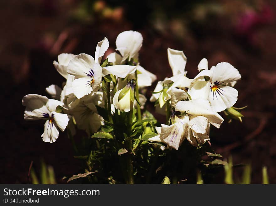 Violas Or Pansies Closeup In A Garden. Violas Or Pansies Closeup In A Garden