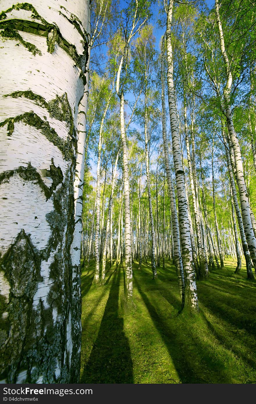 Birch forest in sunlight in the morning. Birch forest in sunlight in the morning