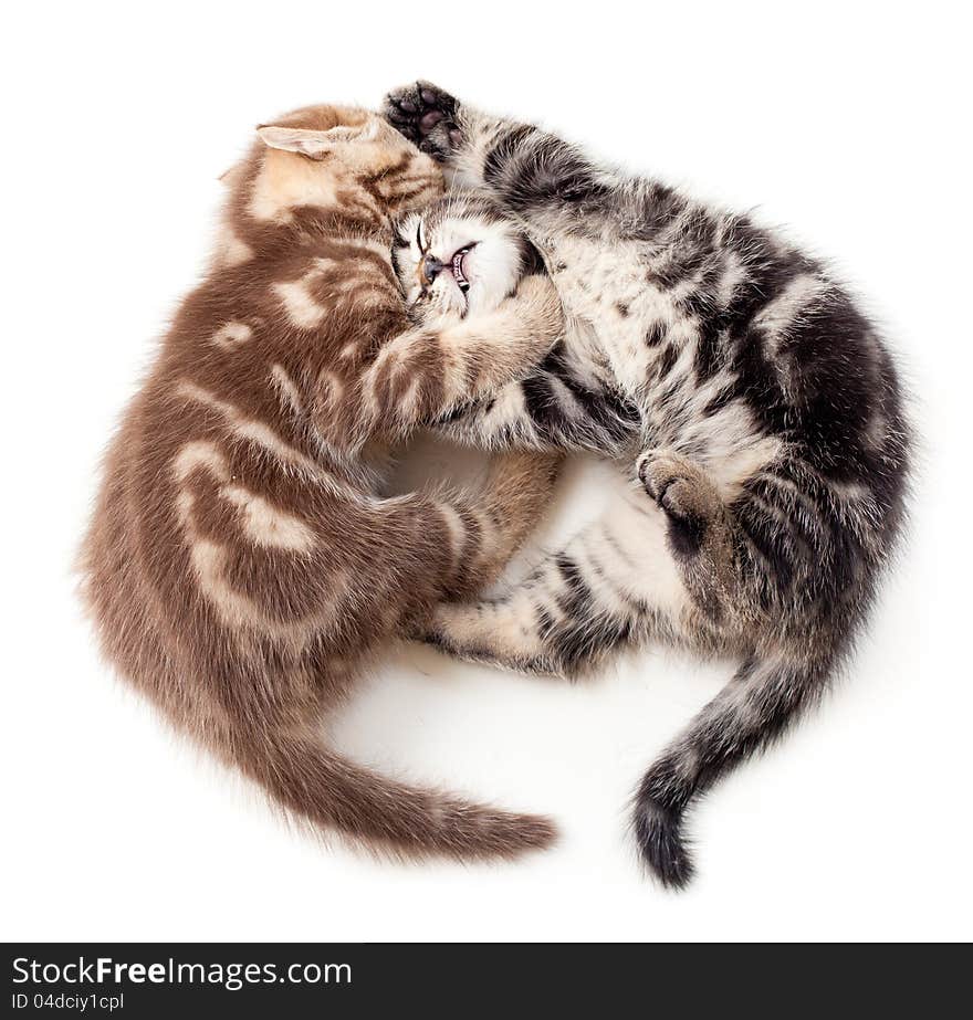 Two kittens struggle top view