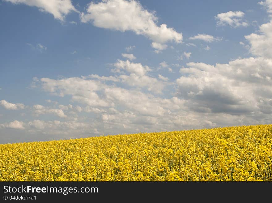 A rape field with cloudy sky