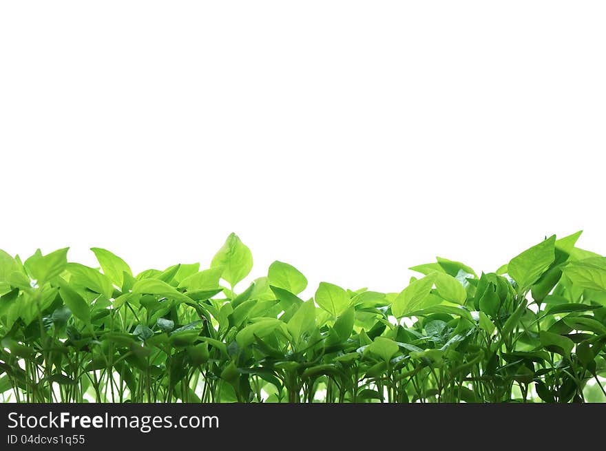 Green leaves of seedlings of pepper on a white background