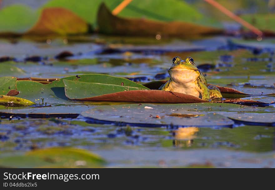 Green frog on a leaf