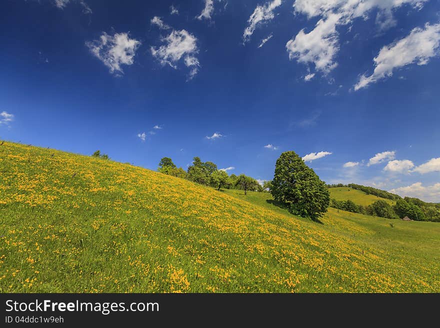 Beautiful Country Meadow With Deep Blue Sky