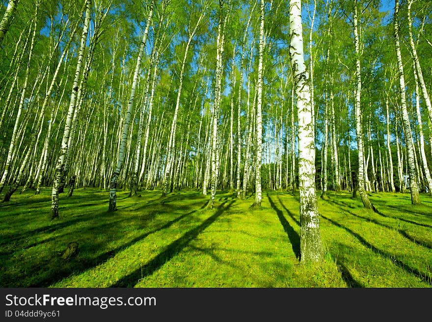 Birch forest in sunlight in the morning. Birch forest in sunlight in the morning