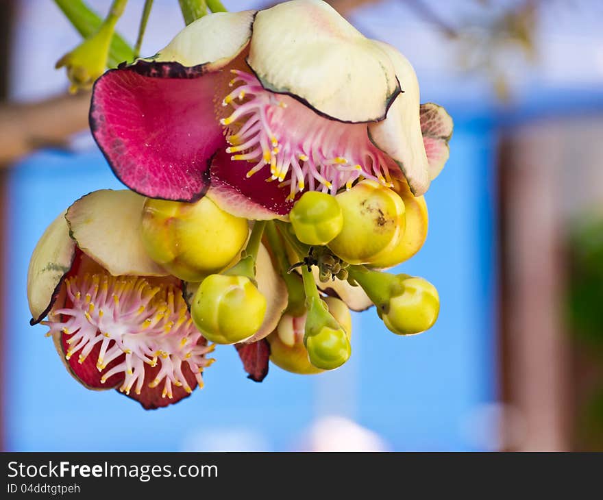 Sal tree or Cannonball tree