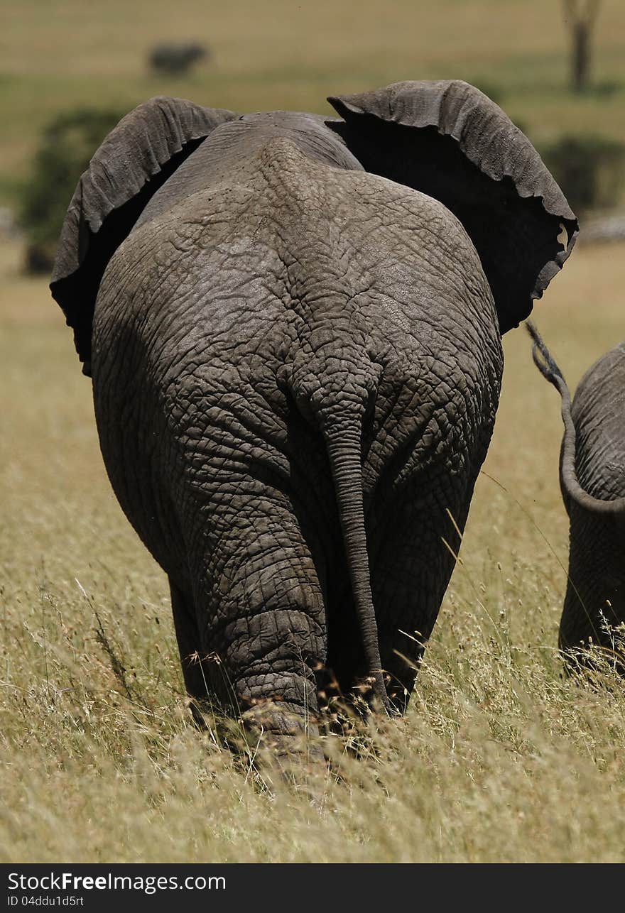 African Elephants have thick wrinkled skin and huge ears to help keep their blood cool. African Elephants have thick wrinkled skin and huge ears to help keep their blood cool.