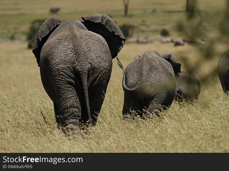 Elephant Highway