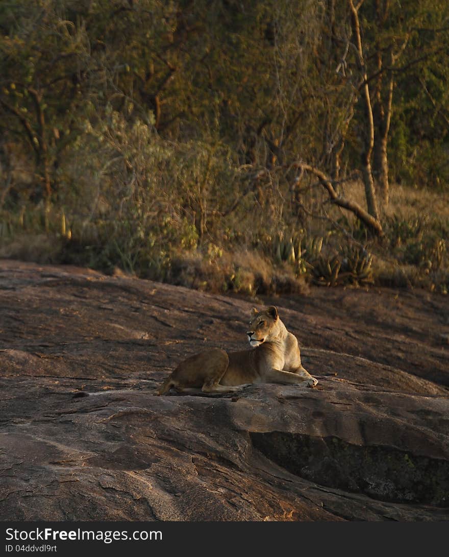 African Lioness resting high up on the Moru Kopjes. African Lioness resting high up on the Moru Kopjes.