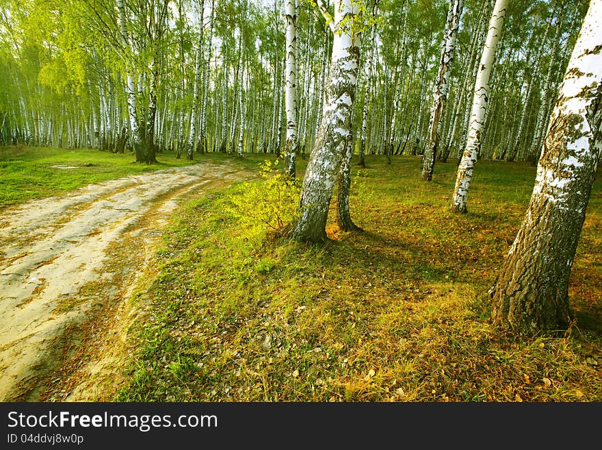 Forest birch