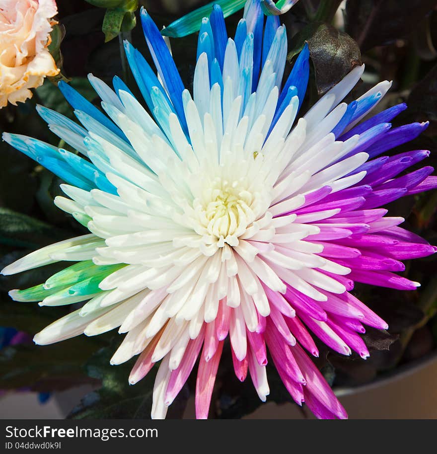 Colorful chrysanthemum. Planting flowers dyeing technology.