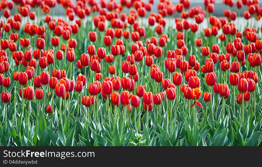 Tulips